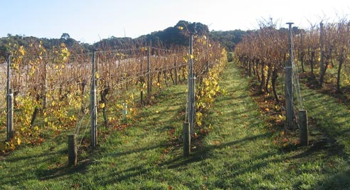 Chardonnay vineyard May 06