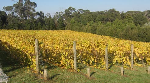 Pinot Grigio Vineyard
