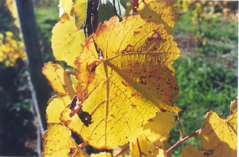 grapevine leaf
