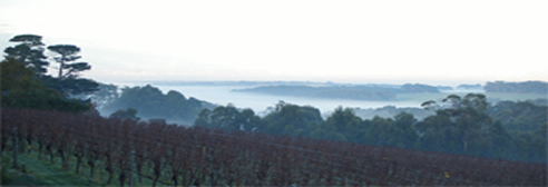 vineyard view in fog