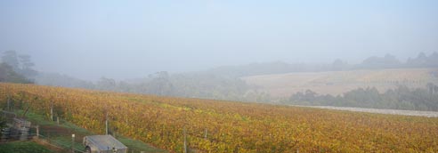 vineyard_autumn_mist