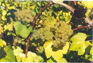Chardonnay
