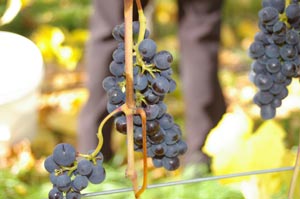 Pinot Noir