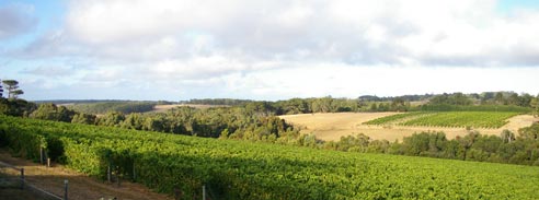 vineyard_trimmed