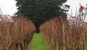 close rows winter