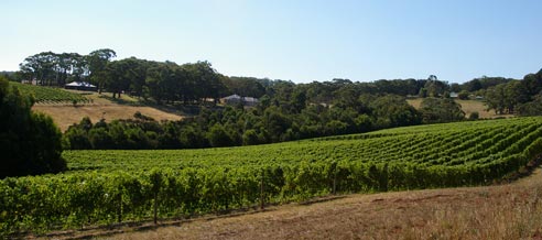 longview_vineyard