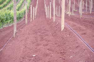 vineyard terraces