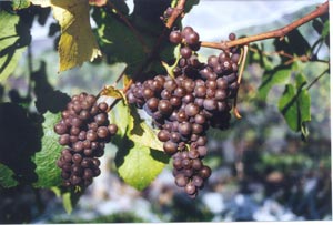 Pinot Grigio