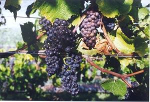 Pinot Noir and Grigio