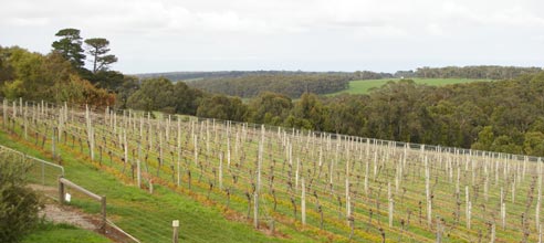 vineyard_pruned