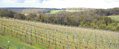 vineyard_spring